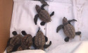 Beach walkers help unravel turtle mystery