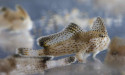 Aquarium breeds endangered handfish