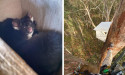 Fire-hit gliders dig cool new tree homes