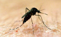  Virus warning as mosquito numbers explode 