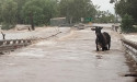  Cattle lost in floods shatter WA farmers 