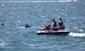 Warning over jet-ski dolphin harassment