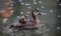 Concern for duck numbers as Murray floods