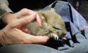 Bettong baby joy in NSW wilderness