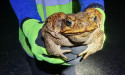 Freezing toads works but beware 'zombies'
