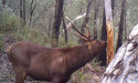 Push to scrap 'red tape' for deer culling