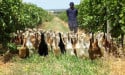  Army of pest-munching ducks keep South African vineyard blooming 