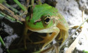 River Murray flood creates breeding boom