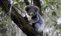 NSW Labor eyes new koala national park