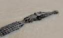 No sign of reported crocodile off Brisbane