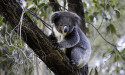  NSW Labor eyes $80m koala national park 