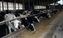  Bosnian dairy farm makes electricity from organic waste 