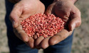 Hope for farmers as China talks take root
