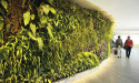 Living walls the next way to stay cool