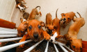 Owners fear long quarantine waits for pets
