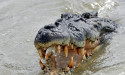 Search for croc off Brisbane scaled back