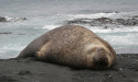 Seal spotters urged to keep their distance