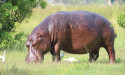 Australians big on hunting trophies