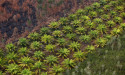 Indonesia's 2022 crude palm oil output nudges down to 46.7 million T -association