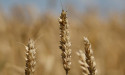  Ukraine's wheat, corn crops seen falling this year on area drop-UGA 