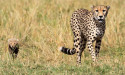South Africa signs deal with India to relocate dozens of cheetahs
