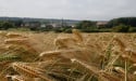  EU confirms most of its grain, oilseed estimates for 2022/23 