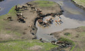  Kosciuszko feral horse population explodes 