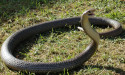 Man dies following suspected snake bite