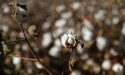  Mali cuts cotton output forecast an additional 29% for 2022/23 