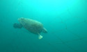 NSW shark nets may catch more turtles as waters warm