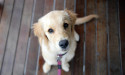 Pandemic pet boom prompts animal welfare action