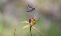  Thieves swipe rare orchids from WA conservation garden 