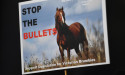 Brumby cull to continue, animal advocates mull appeal 