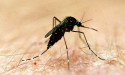 First time dangerous virus found outside Murray River