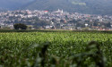 U.S. 'disappointed' in Mexico's new GMO corn decree -ag secretary 