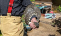 Two-metre diamond python slithers into Sydney home