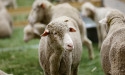  Hundreds of sheep worth $140,000 stolen from farm 