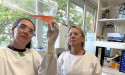 Scientists develop new vaccine for encephalitis in pigs