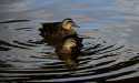  Paralysing infection may have caused native duck deaths 