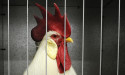  Sex-shy roosters peck away at chicken giant's profits 
