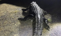 Huge crocodile that attacked man and ate dog shot dead