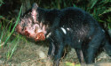  Tasmanian devil cancer found in 'disease-free' area 