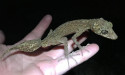 Intrepid biologist makes stunning lizard find on island