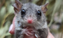 Tiny endangered mammal for release in NSW park