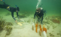 Reefs to boost oyster growth along island's north