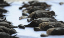 Duck shooting battle shifts to Victorian parliament