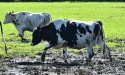 Farm worker dies while moving cattle