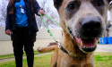 Record number of pets seized as cruelty cases spike