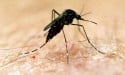  Second death from Murray Valley encephalitis confirmed 