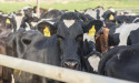 Grain producers cop income hit as dairy farmers thrive